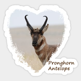 Pronghorn Antelope Sticker